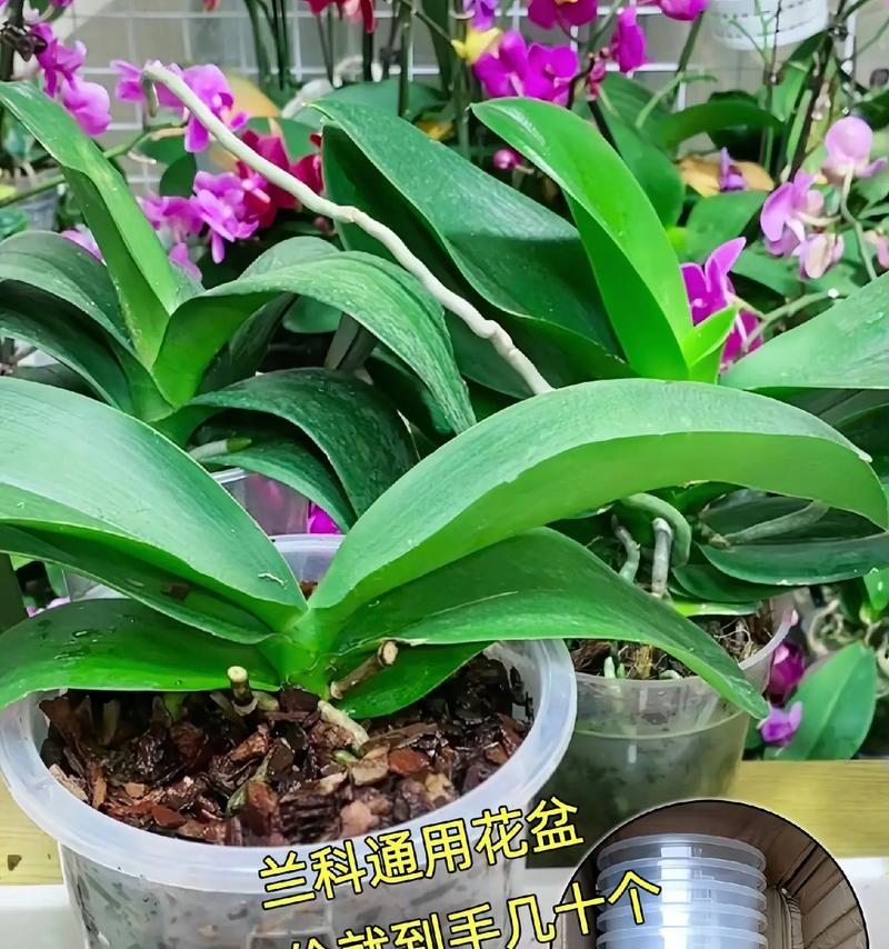 哪些兰科植物具有耐旱特性？