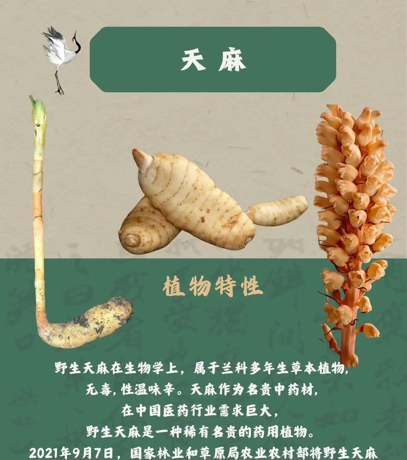 哪些兰科植物具有耐旱特性？