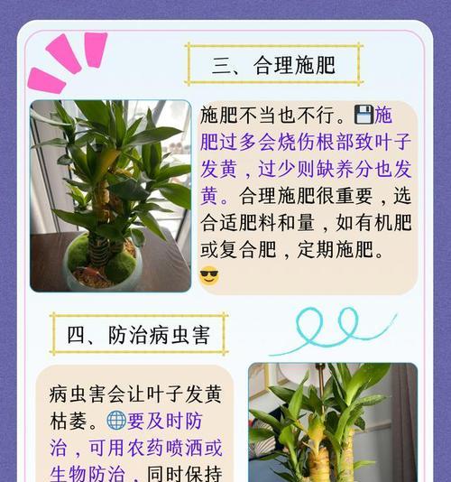 新长出的竹子叶子发黄的原因及解决方法是什么？