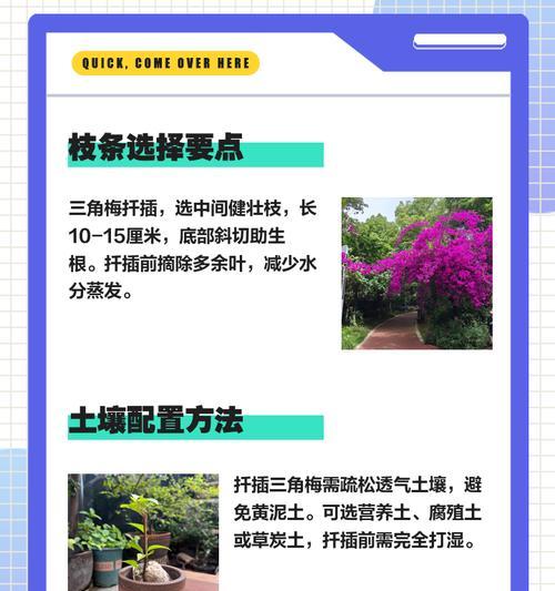 三角梅长枝条扦插如何提高成活率？