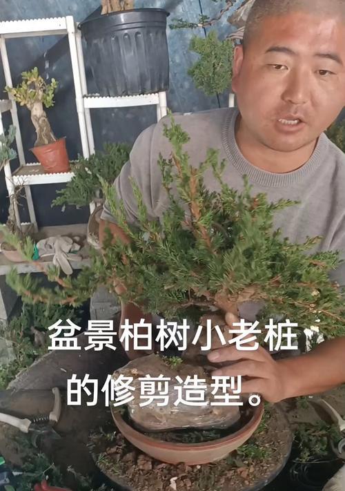 人造盆景老桩的修剪技巧有哪些？
