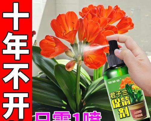 君子兰烂箭渗水如何处理？怎样预防君子兰烂箭问题？