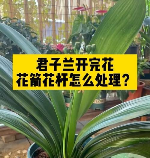 君子兰烂箭渗水如何处理？怎样预防君子兰烂箭问题？