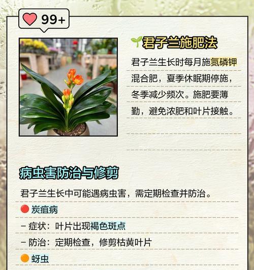 君子兰适宜的养殖环境是什么？