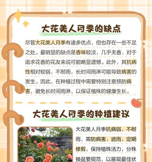 月季怎么垂头开花？垂头月季的养护秘诀是什么？