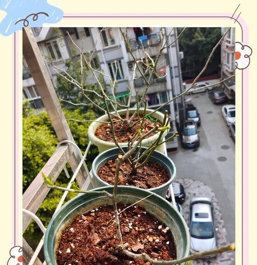 月季怎么垂头开花？垂头月季的养护秘诀是什么？