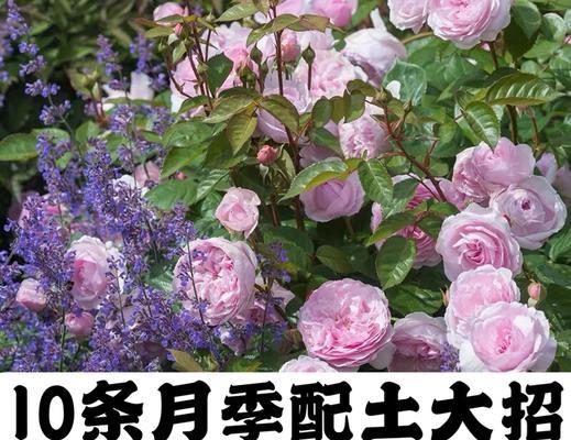 月季怎么垂头开花？垂头月季的养护秘诀是什么？