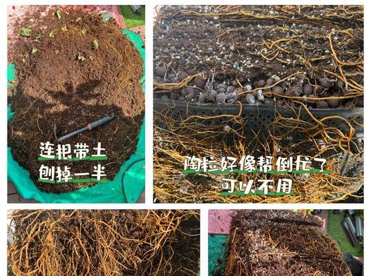 铁线莲种根需要浇水吗？如何正确浇水？