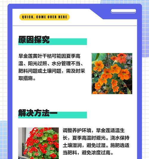 莲雾叶子发黄的原因及解决办法？