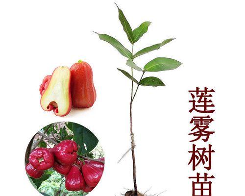 莲雾叶子发黄的原因及解决办法？