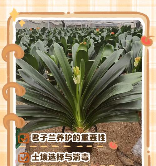 君子兰小珍珠的养护技巧是什么？