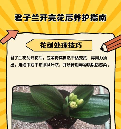 君子兰小珍珠的养护技巧是什么？