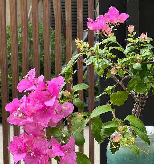 花枝固定三角梅怎么养？固定后的养护方法是什么？