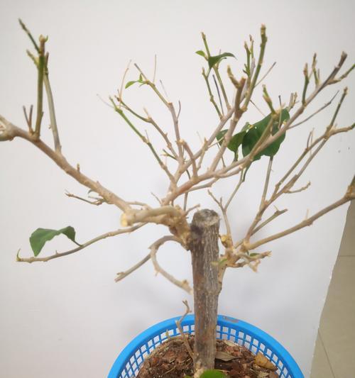 花枝固定三角梅怎么养？固定后的养护方法是什么？