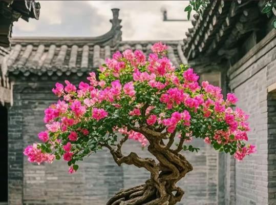 花枝固定三角梅怎么养？固定后的养护方法是什么？