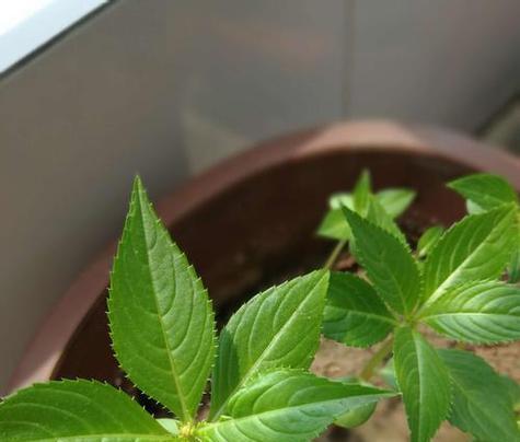 大凤仙花的浇水方法是什么？如何正确给大凤仙花浇水？