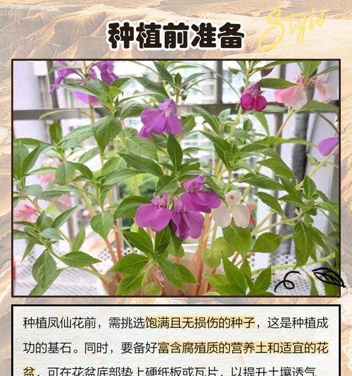 大凤仙花的浇水方法是什么？如何正确给大凤仙花浇水？