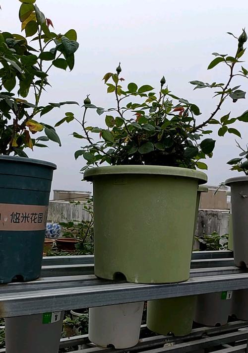 月季花架拉枝的最佳方法是什么？