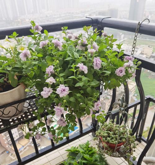 阳台适合种植哪些花卉？