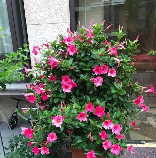 阳台适合种植哪些花卉？