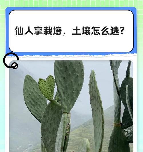 小仙人掌栽培的技术要点是什么？