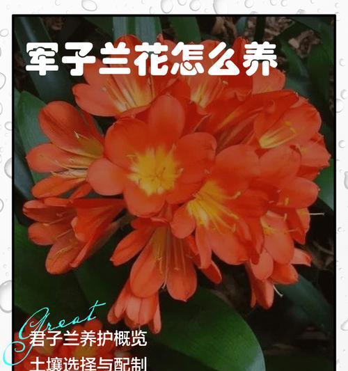 老君子兰移盆养殖的正确步骤是什么？