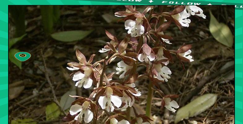狮子草栽培技术要点？如何正确种植狮子草？