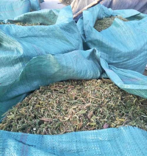 狮子草栽培技术要点？如何正确种植狮子草？