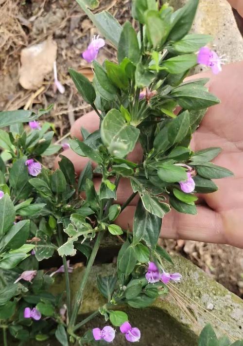 狮子草栽培技术要点？如何正确种植狮子草？