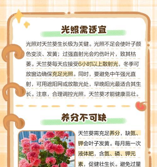 天竺葵淋雨后叶子发黑的原因是什么？
