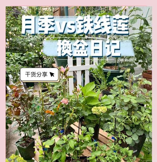 整棵月季盆栽养护指南？如何正确养护？