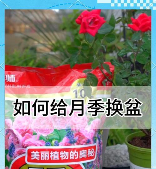 整棵月季盆栽养护指南？如何正确养护？