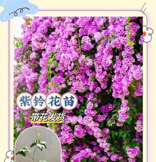 哪些花不宜放在卧室阳台？