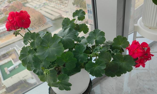 天竺葵夏天心子干枯是什么原因？如何预防？