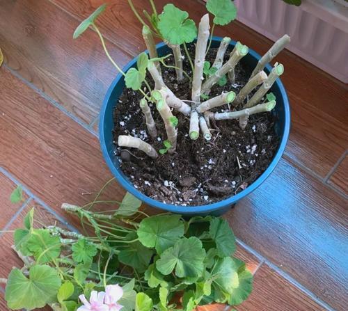 天竺葵夏天心子干枯是什么原因？如何预防？