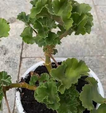 天竺葵夏天心子干枯是什么原因？如何预防？