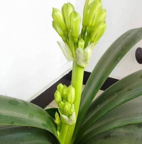 君子兰春季长花箭如何处理？