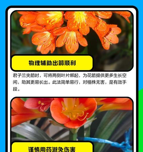 君子兰春季长花箭如何处理？