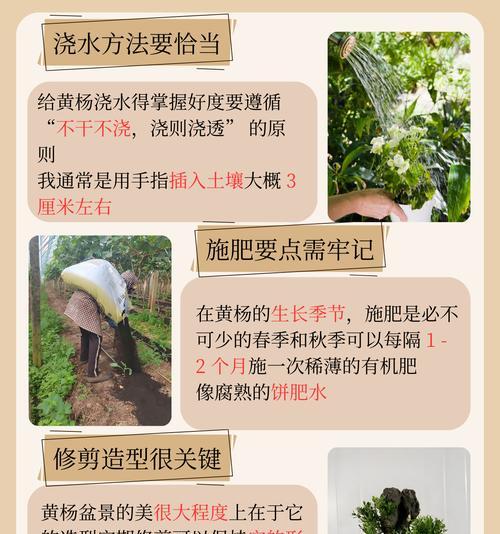 绿化黄杨叶子发黄干枯应如何补救？有效的方法有哪些？