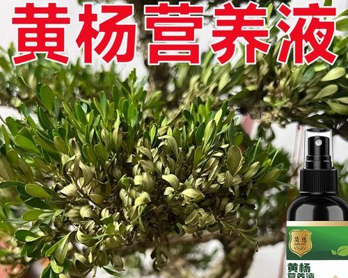 绿化黄杨叶子发黄干枯应如何补救？有效的方法有哪些？