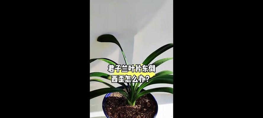 君子兰叶片出现勺子状怎么办？如何处理？