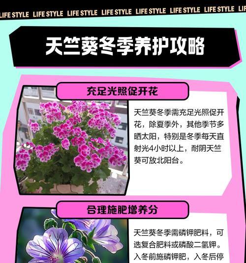 天竺葵单瓣珊瑚的养护技巧是什么？如何照料？