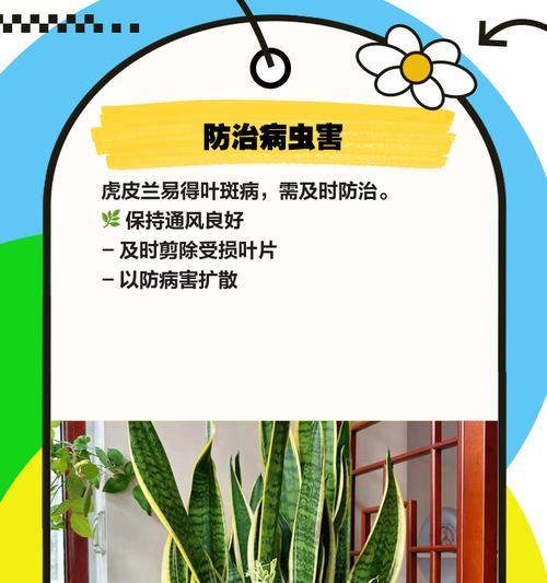 水培虎皮兰叶子发黄的原因是什么？如何解决水培虎皮兰叶子发黄的问题？