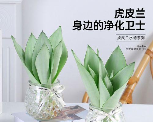 水培虎皮兰叶子发黄的原因是什么？如何解决水培虎皮兰叶子发黄的问题？