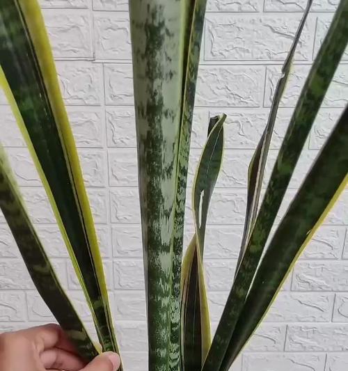 水培虎皮兰叶子发黄的原因是什么？如何解决水培虎皮兰叶子发黄的问题？