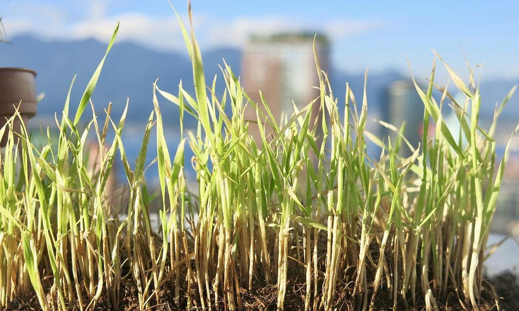 麦草播种的最佳季节是什么时候？