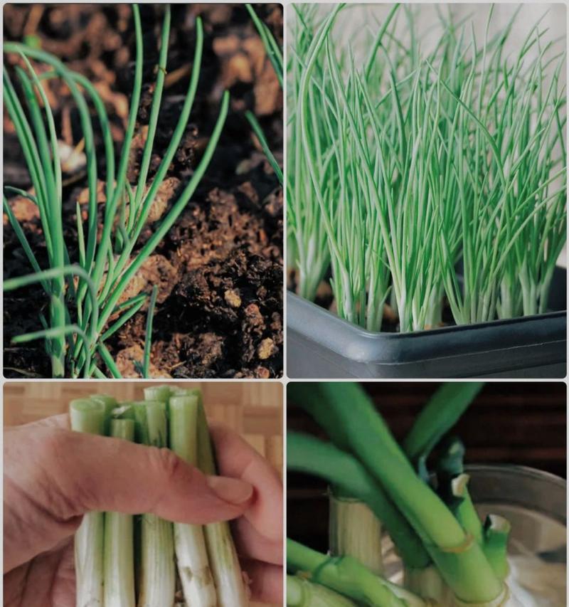 葱是什么时间播种的呢？葱的种植季节和方法是什么？