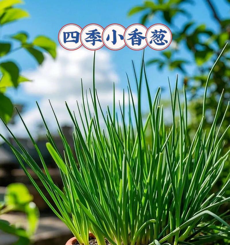 葱是什么时间播种的呢？葱的种植季节和方法是什么？