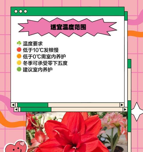 朱顶红生长过高可能的原因有哪些？