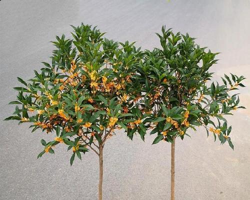 金桂花浇水正确方法是什么？如何确保水分充足？